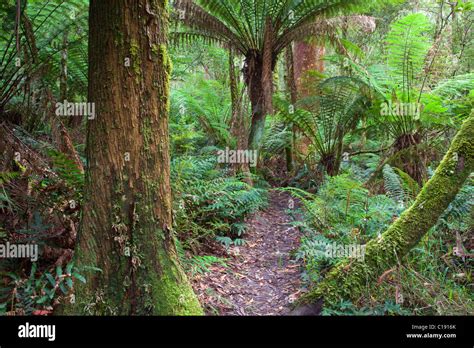 Walking Track Through Temperate Rainforest Great Otway National Park