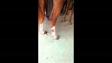 Horse Cellulitis Youtube