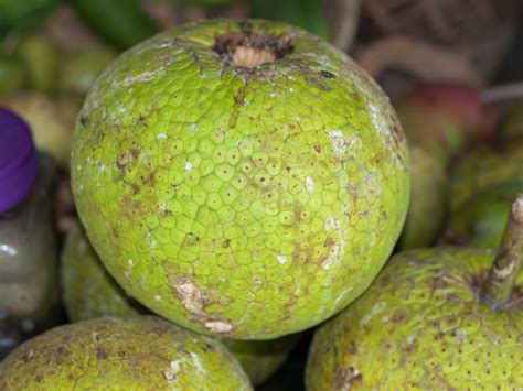 35 exotic fruits you should try at least once. How Good are You at Identifying Tropical Fruits? — Veggie ...