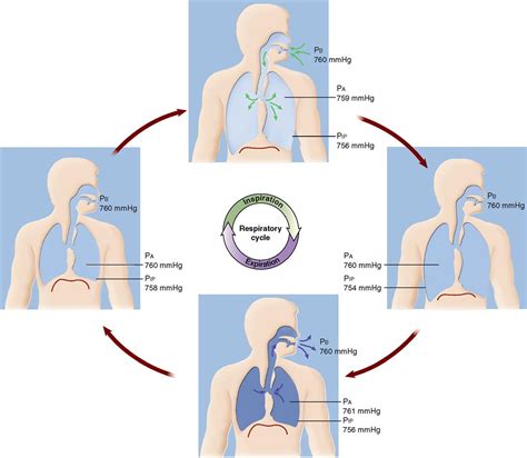 Anatomy Of Breathing Respiratory Process Mechanism Of Breathing Images
