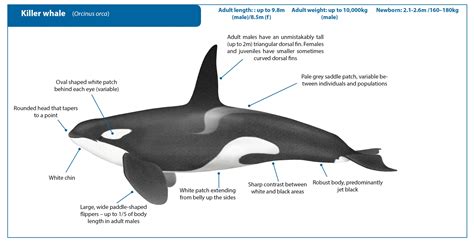 Female Killer Whale Body Parts Hot Sex Picture