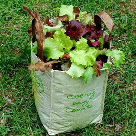 How To Grow Lettuce In A Reusable Grocery Bag