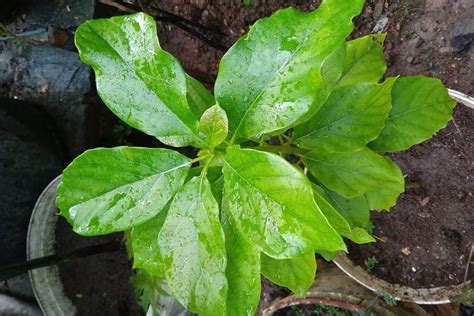 Sering Luput Dari Perhatian Berikut Manfaat Daun Alpukat Untuk