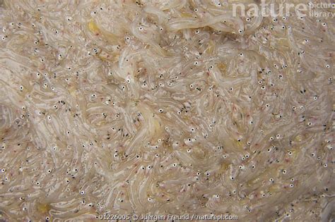 Stock Photo Of Mass Of Sinarapan Tabios Mistichthys Luzonensis The