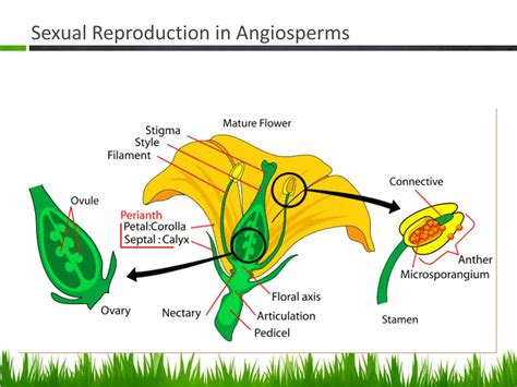 Ppt Section 141 Contdplant Reproduction Powerpoint Presentation