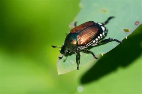 How To Get Rid Of Japanese Beetles Lawn Phix