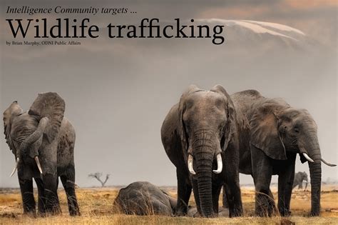 Intelligence Community Targets Wildlife Trafficking