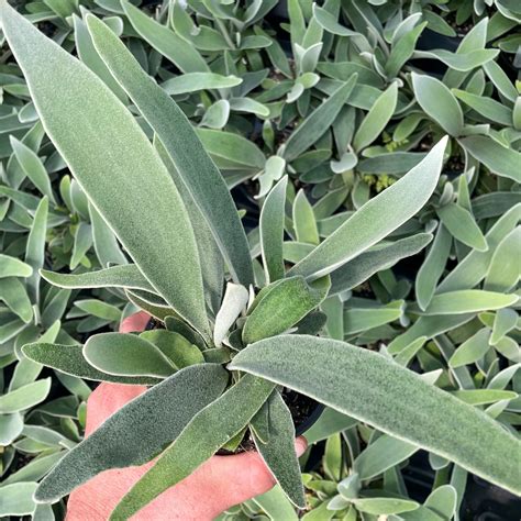 Platycerium Veitchii Australian Staghorn Fern 45 Pot Little