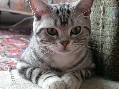 American Shorthair Cat Price Philippines Dogs And Cats Wallpaper