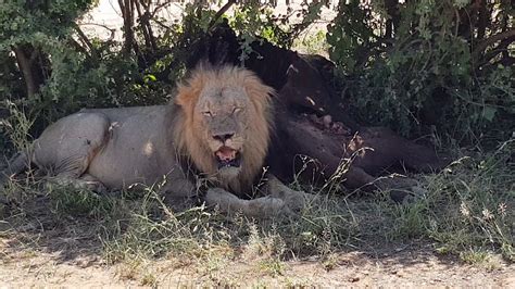 Exhausted Lion In The Kruger National Park Youtube