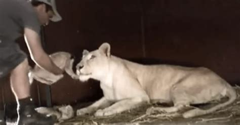 Lioness Mother Gives Birth To Lion Cub But Then This Man Sees It And