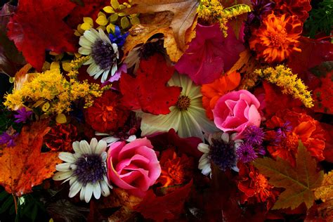 Autumn Flowers Wallpapers Top Free Autumn Flowers Backgrounds