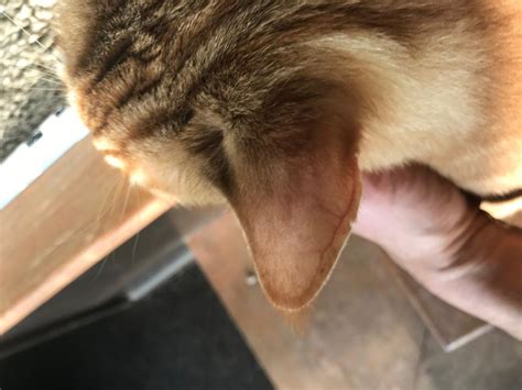 My Cat Has Been Scratching Both Of His Ears To The Point Where The Fur