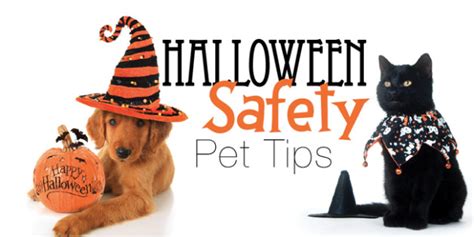 Tips And Treats Keep Your Pets Safe This Halloween Allivet Pet