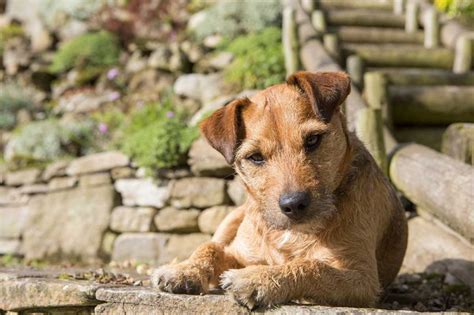 Do Patterdale Terriers Make Good Pets Pets Retro
