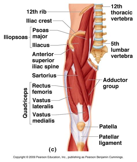 Required to throw a baseball, swing a bat or golf club. Pin by Angela Bjorge on Anatomy & Physiology | Thigh ...