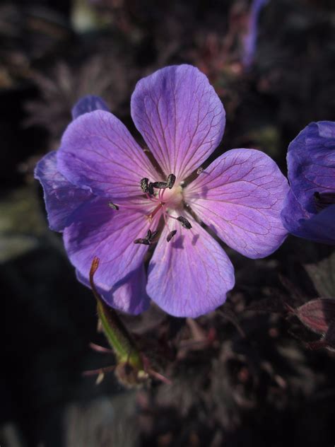 Geranium Black Beauty Cool Plants Plants Geraniums