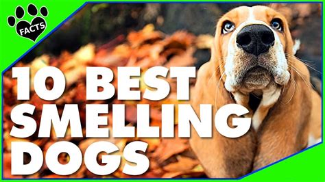 Top 10 Dogs With The Best Sense Of Smell Dogs 101 Youtube