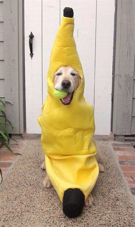 Dog Wearing A Banana Costume Dog Halloween Dog Halloween Costumes