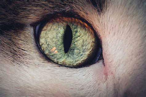 Green Eye Of Adorable Domestic Cat · Free Stock Photo