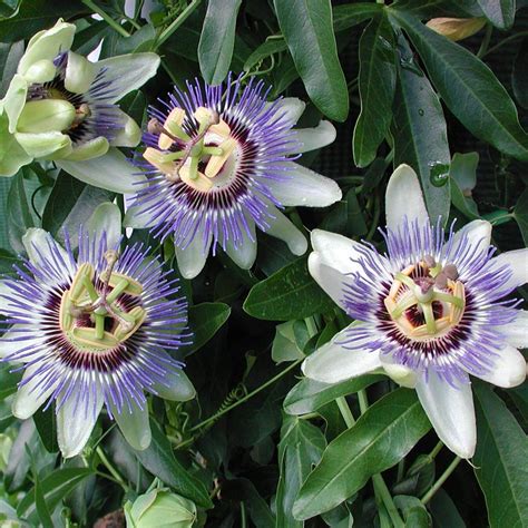 Passiflora Waterloo Blue Passion Flower For Sale Rare Roots