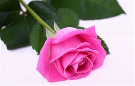 Gambar Bunga Mawar Pink