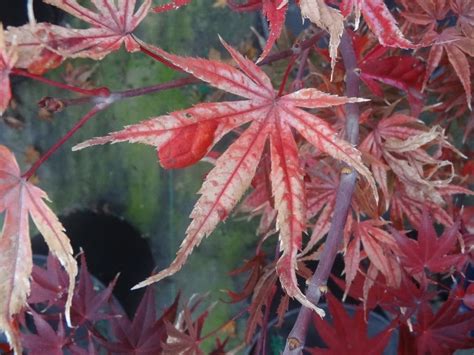 Buy Acer Palmatum ‘geisha Pink Japanese Maple Mr Maple │ Buy