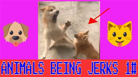 Best Of Animals Being Jerks Funny Subtitles 1 Funniest Videos Ever