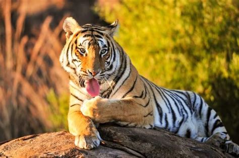 Why Are Bengal Tigers Endangered