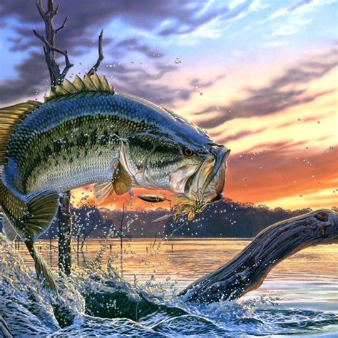 10 Best Bass Fishing Screen Saver Full Hd 1080p For Pc Background 2020