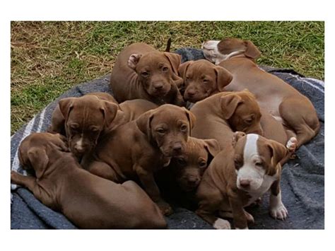 Primeyard baldur of leash candy bullies. Pitbull dogs for sale in gauteng Roodepoort - PUPPIES FOR SALE