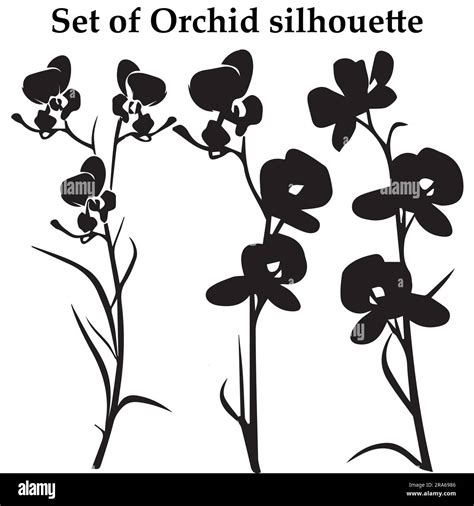 A Set Of Silhouette Orchid Flower Vector Illustration Stock Vector