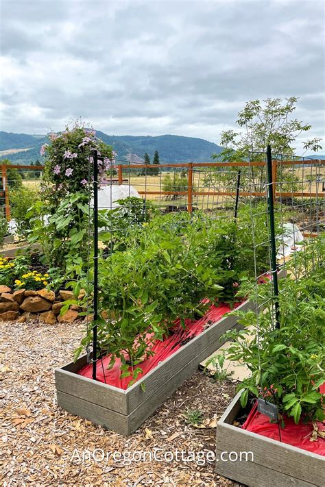 Trellising Tomatoes The Easy Way Eugene Daily News