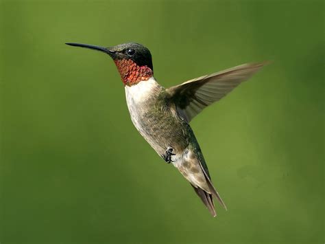 Hummingbird Animal Wildlife