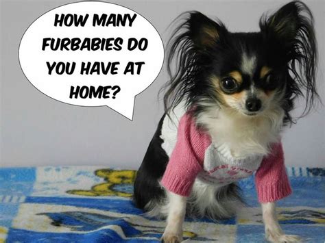 How Many Fur Babies Doggy Animals