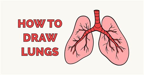 How To Draw Lungs Really Easy Drawing Tutorial Drawing Tutorial
