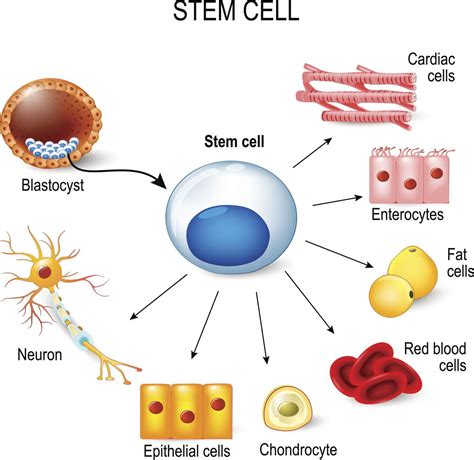 The Little Known Advantages And Disadvantages Of Stem Cell Research