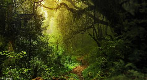 Hd Wallpaper Deep Within Forest Wallpaper Nature Forests Green