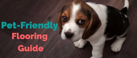 5 Best Pet Friendly Flooring Options Amazing Floor Ideas