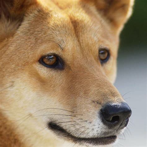 Top 134 Dingo Australian Animals