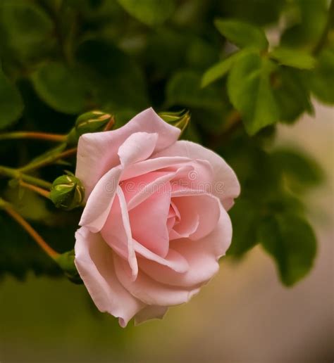 Delicate Pink Rose Stock Image Image Of Green Pink 211392991