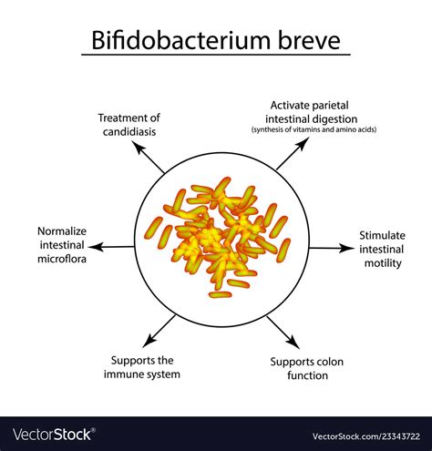 Useful Properties Of Bifidobacteria Royalty Free Vector