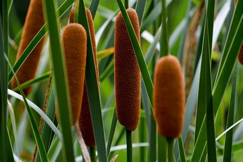 The Many Uses For Wild Edible Cattails Farmers Almanac Plan Your