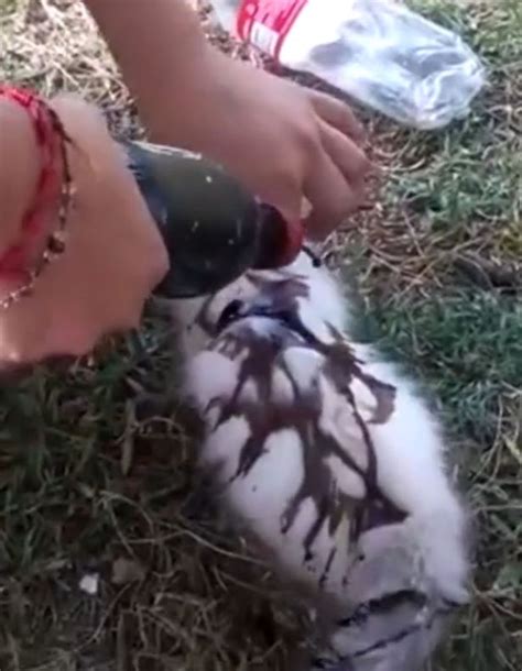 Sickening Video Shows Woman Setting Kitten On Fire After Dousing It In