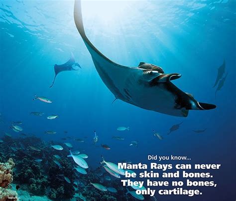 Manta Rays Facts Animal Facts Manta Ray Facts Manta Ray