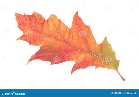 Single Autumn Leaf Stock Image Image Of Season Orange 11680941