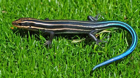 Southeastern Five Lined Skink Also Called A Blue Tailed Skink North