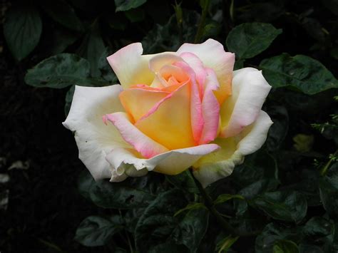 Free Image On Pixabay Rose Yellow Rose Bloom Spring Blooming