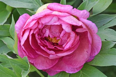Southern Peony 2019 Intersectional Peony Blooms Week 3 Early Mid