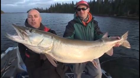 Top 3 Biggest Muskies Ever Caught Compilation Youtube